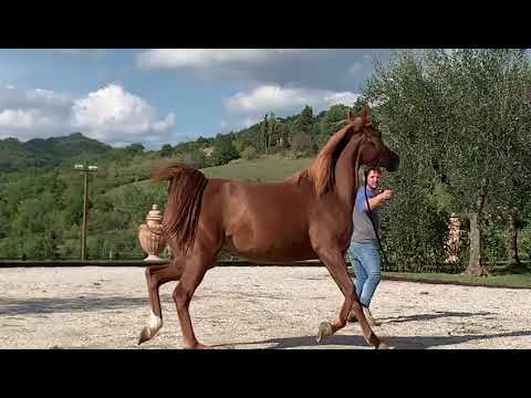 Daughter of Ajman Moniscione , One of the best Arabian Mares on earth