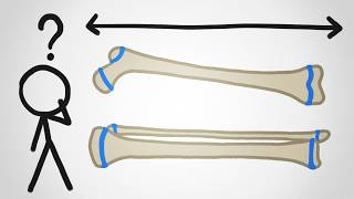 Why Don't Our Bones Keep Growing Forever?