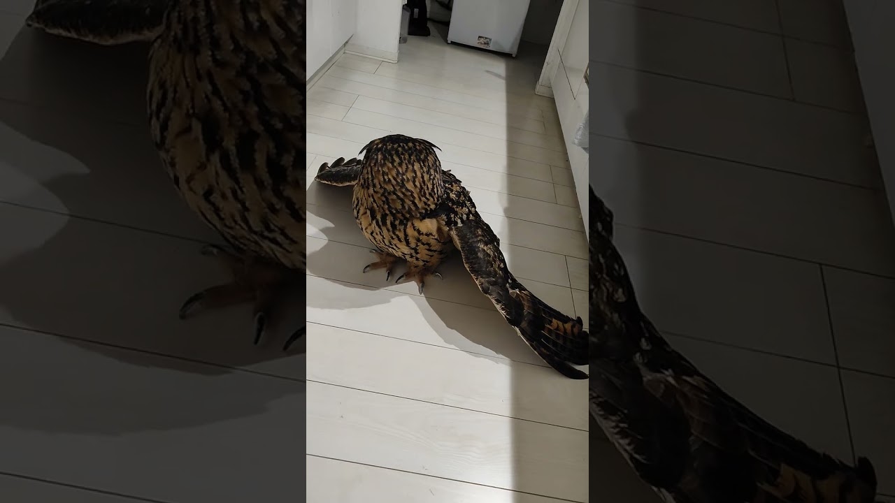 【フクロウ】突然始まります #shorts