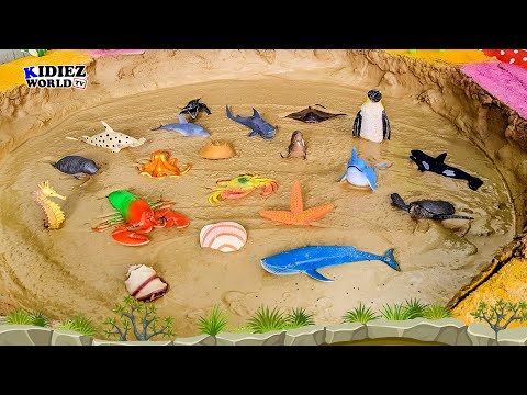 Muddy Adventure with Sea Animals! 🌊🐢🦀 | Fun Learning for Kids | Kidiez World TV