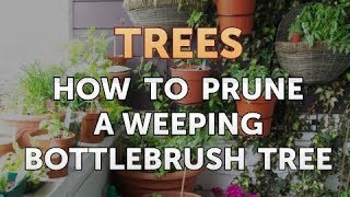 How to Prune a Weeping Bottlebrush Tree