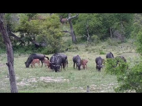 Djuma: Wildebeest herd along with six calves - 16:40 - 01/04/20