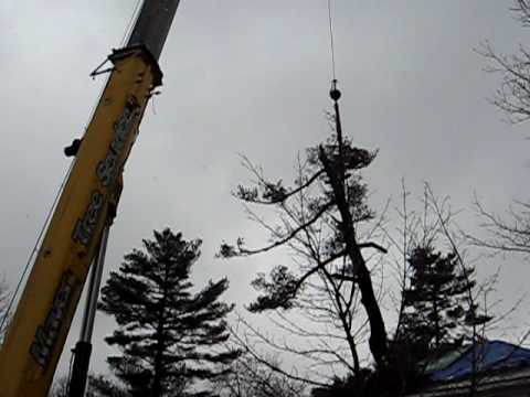 Feb Wind Storm Damage