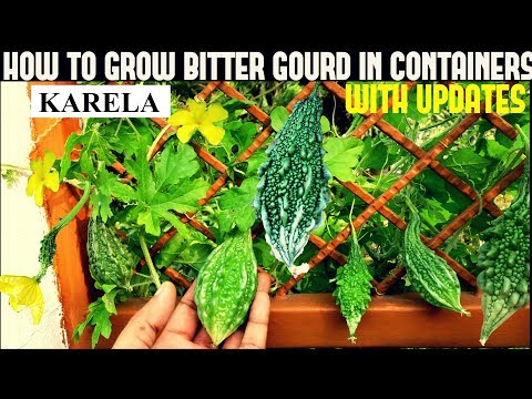 How to grow bitter gourd/karela in containers(with full upda...