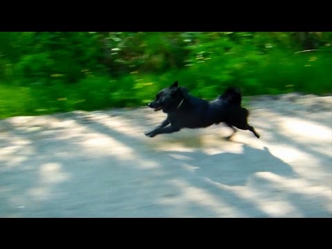 Jekku-schipperke pitää hauskaa.   Jekku Schipperke having fun
