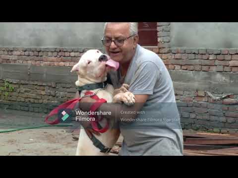 ARKO DOG KENNEL MAHERA TANGAIL BANGLADESH