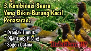 Download lagu Suara Pikat Burung PRENJAK BAWAH Kombinasi Suara Pijantung ribut dan Sogon Betina. mp3 Download lagu Suara Pikat Burung PRENJAK BAWAH Kombinasi Suara Pijantung ribut dan Sogon Betina. mp3