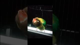 Download lagu LOVEBIRD JANTAN KONSLET PATAH LEHER MUTAR SUARA KERING NADA MINOR DOBELAN TOLAK TAWARAN 45.JT WOOW.! mp3