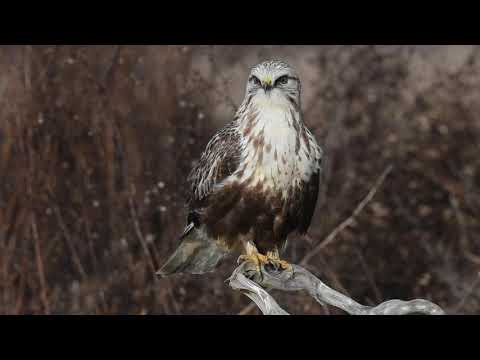Rough-legged Hawk