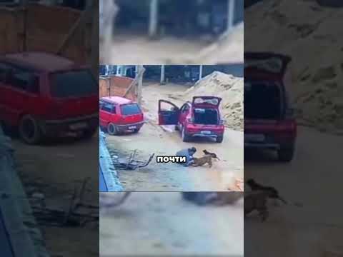 Питбуль бросился в атаку… Он сохранил спокойствие#mahashivaratri