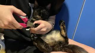 [認養] 極品親人玳瑁貓咪找家中