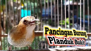 Download lagu Burung Kancilan Bukit / Planduk Bukit Gacor mp3