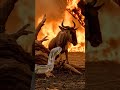 Ultimate Escape Shocking Wildebeest Fight In Unbelievable Firestorm ApocalypseCGI NatureAction
