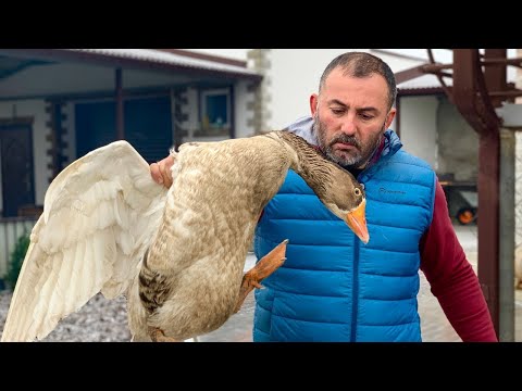 Kaz eti 🍗 yemek pişirme