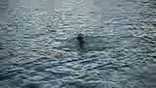 Mikael and Jon are diving in Brazil