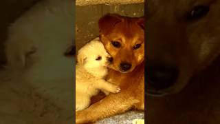 Puppy and mother. so warm #puppy #dog