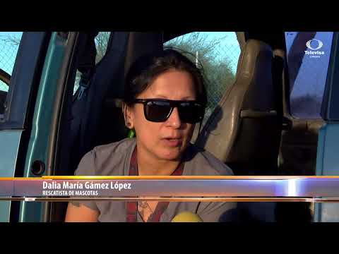 Mujer se dedica a rescatar perritos callejeros en Hermosillo