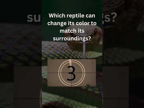 Chameleon Chronicles: The Master of Disguise 🦎 | Animal Trivia Short
