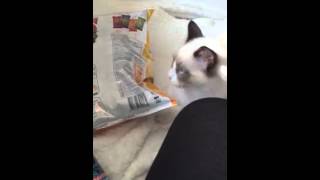 Mauws wilt de chipszak