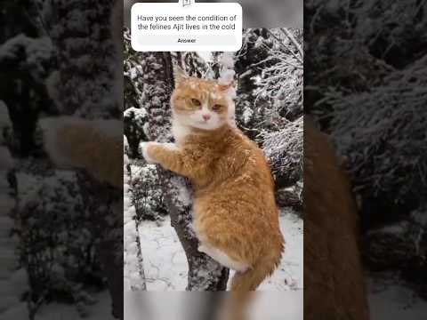 Warmth for Whiskers| Unveiling the Magical Transformation of Ajit's Cold Feline Haven|funny cats