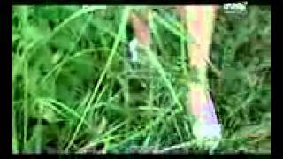 Download lagu Nila Sari Cinta Harto mp3 Download lagu Nila Sari Cinta Harto mp3