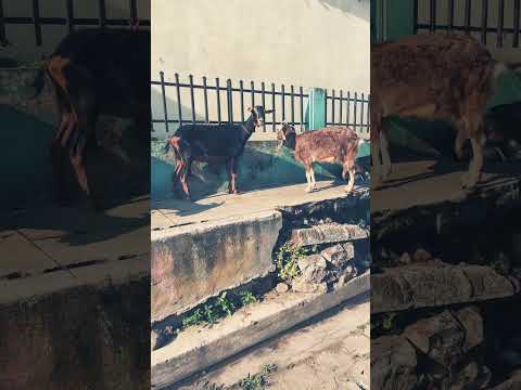 Las cabras de San Matías, la libertad ￼