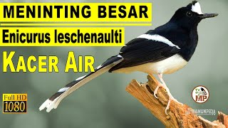 Download lagu KICAU SUARA BURUNG MENINTING BESAR KACER AIR mp3 Download lagu KICAU SUARA BURUNG MENINTING BESAR KACER AIR mp3