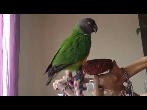image-Are Senegal parrots noisy?