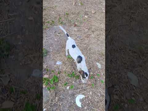 associação abrigo cantinho dos animais morrinhos ceará Brasil!