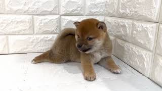 柴犬の動画01