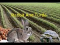 Rabbit And Turtle English Story Storytelling Story Englishstory બાલવાટિકા બા�