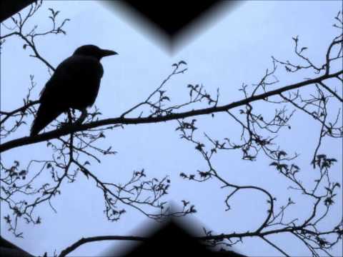 The Raven (Complete LIVE Recording) - NICHOLAS WHITE
