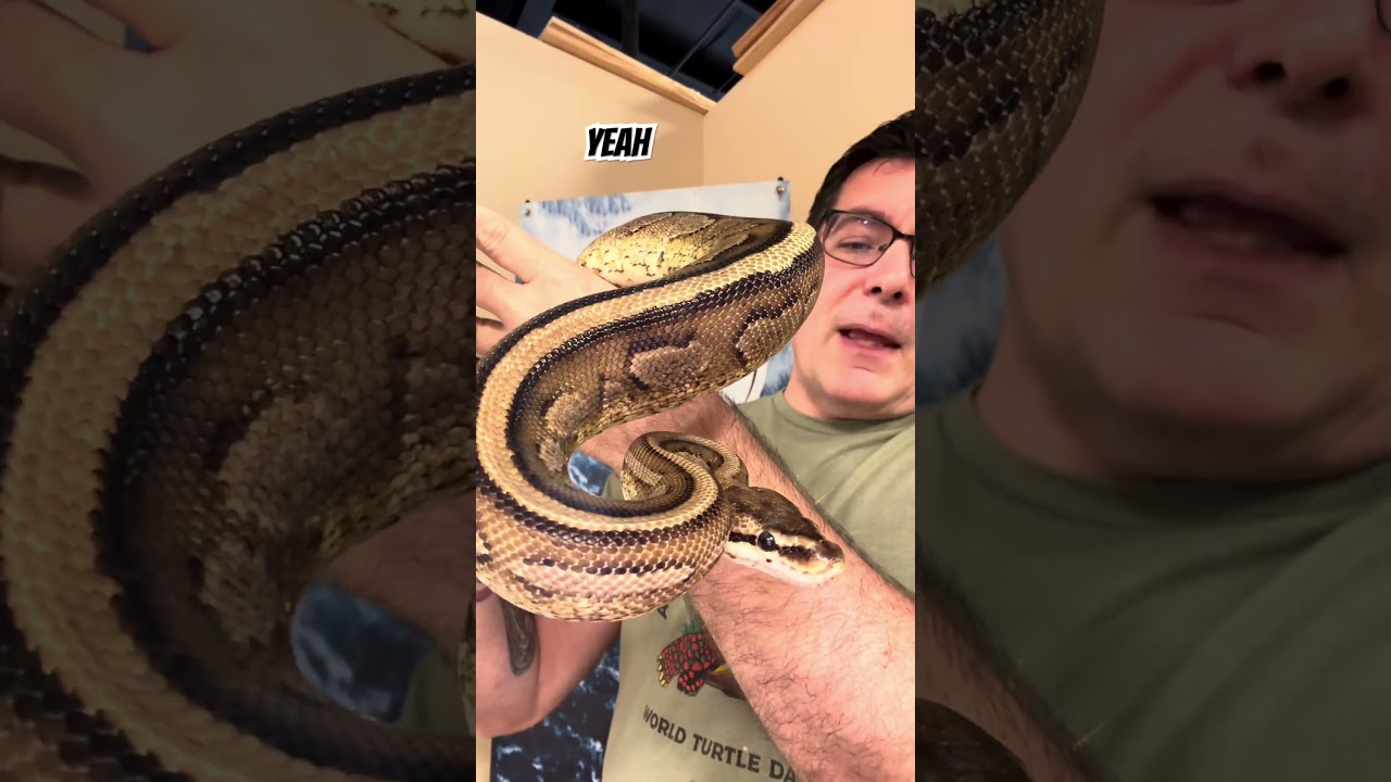 Enlarge Pebbles the Ball Python, a Adoptable Ball Python in Neenah, WI video 2/2