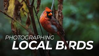 Backyard Bird Photography: Taking Photos of Local Wildlife