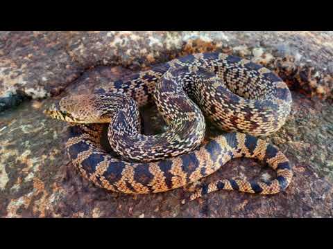 Loss of Species (Diksha, Mihika and Diya S)