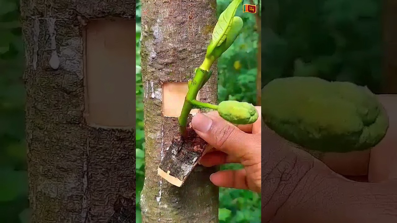 Jackfruit grafting ✔ technique #satisfying #plantgrafting #graft #timelapse  #nature #shorts