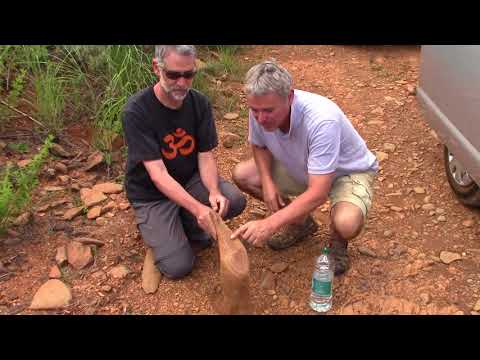 Giant Fossilized Shoulder Blade Found in South Africa