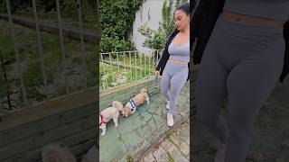 passeaando com os cachorros na eua #love #dog #amor