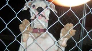 The Lacs - Tall Grass - Kenny Petrea