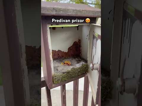 Jeste li doživjeli nekada ovako nešto? 😍#shorts #balkan #comedy #animals