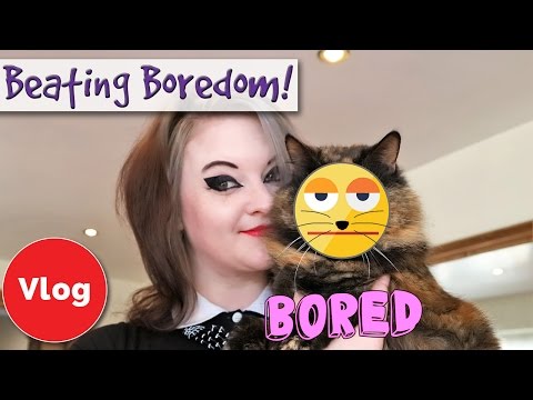 How To Make Sure Your Indoor Cat Isn't Bored! Tips To Beat Boredom in Indoor Cats + COMPETITION!