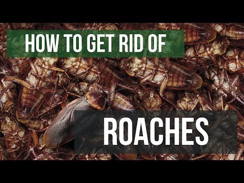 , title : 'How To Get Rid of Cockroaches Guaranteed- 4 Easy Steps'