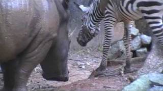 Приставучая зебра