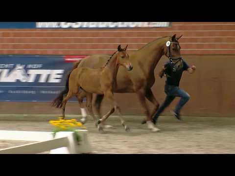 Stf v Zonik One x Desperado x Dormello 2017