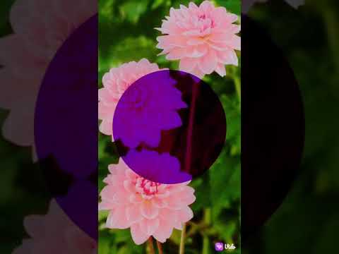 pota pota( copies) lyrics,,,,, new english song