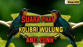 Download lagu SUARA PIKAT Kolibri wulung (Kolibri MUNCANG)/ TERBARU mp3 Download lagu SUARA PIKAT Kolibri wulung (Kolibri MUNCANG)/ TERBARU mp3