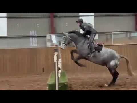 All Rounder Irish Draught 8 year old 16.1hh Mare - Image 2