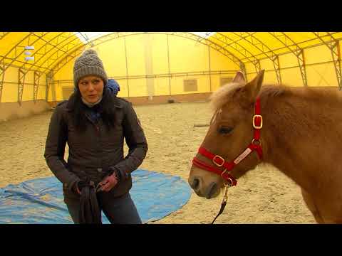 Ló kenőcs az ízületek kezeléséhez - Térd Vetapteca gél ízületekhez