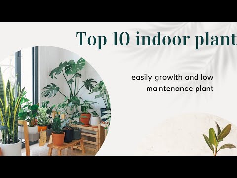 , title : '"Easy Care Indoor Plants: Top 10 Greenery to Brighten Your Home" indoor plants for your apartment"'