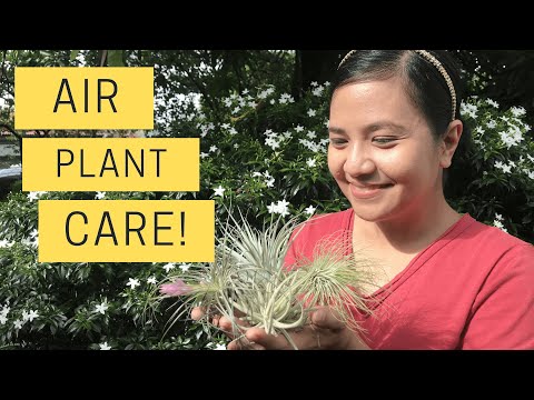 AIR PLANT CARE | HOW TO CARE FOR TILLANDSIA | TIPS, AND TRICKS TO KEEP THEM ALIVE | AIR PLANT 101